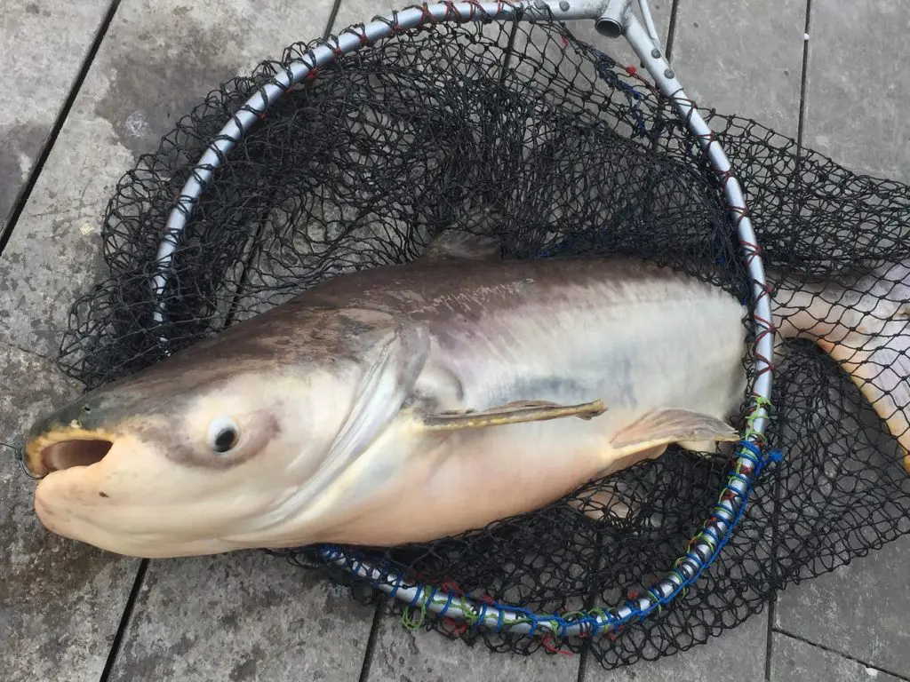 บึงสำราญ จังหวัด กรุงเทพมหานคร,Bungsamran Fishing Park,ブンサムラン・フィッシングパーク,タイ,バンコク,釣り,フィッシング,魚釣り,メコンオオナマズ,怪魚ハンター,旅行,観光,おすすめ,楽しい,グルメ,タイ料理2017年,最新,情報,移転,閉鎖