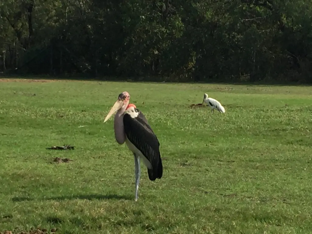 サファリワールド,Safari World,バンコク,動物園,日帰り,観光,ツアー,旅行,家族連れ,子供連れ,おすすめ,スポット,サファリパーク,