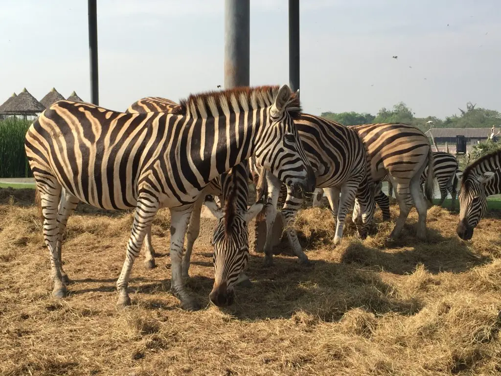 サファリワールド,Safari World,バンコク,動物園,日帰り,観光,ツアー,旅行,家族連れ,子供連れ,おすすめ,スポット,サファリパーク,
