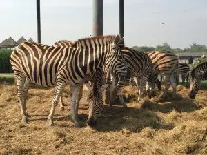 サファリワールド,Safari World,バンコク,動物園,日帰り,観光,ツアー,旅行,家族連れ,子供連れ,おすすめ,スポット,サファリパーク,