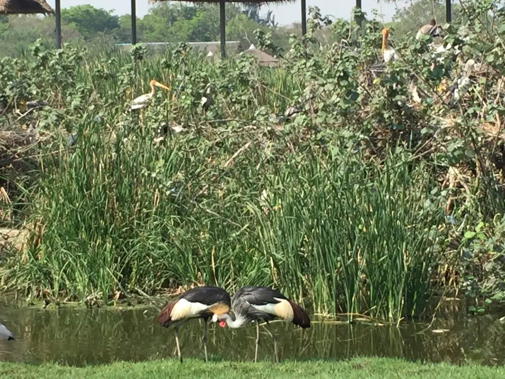 サファリワールド,Safari World,バンコク,動物園,日帰り,観光,ツアー,旅行,家族連れ,子供連れ,おすすめ,スポット,サファリパーク,
