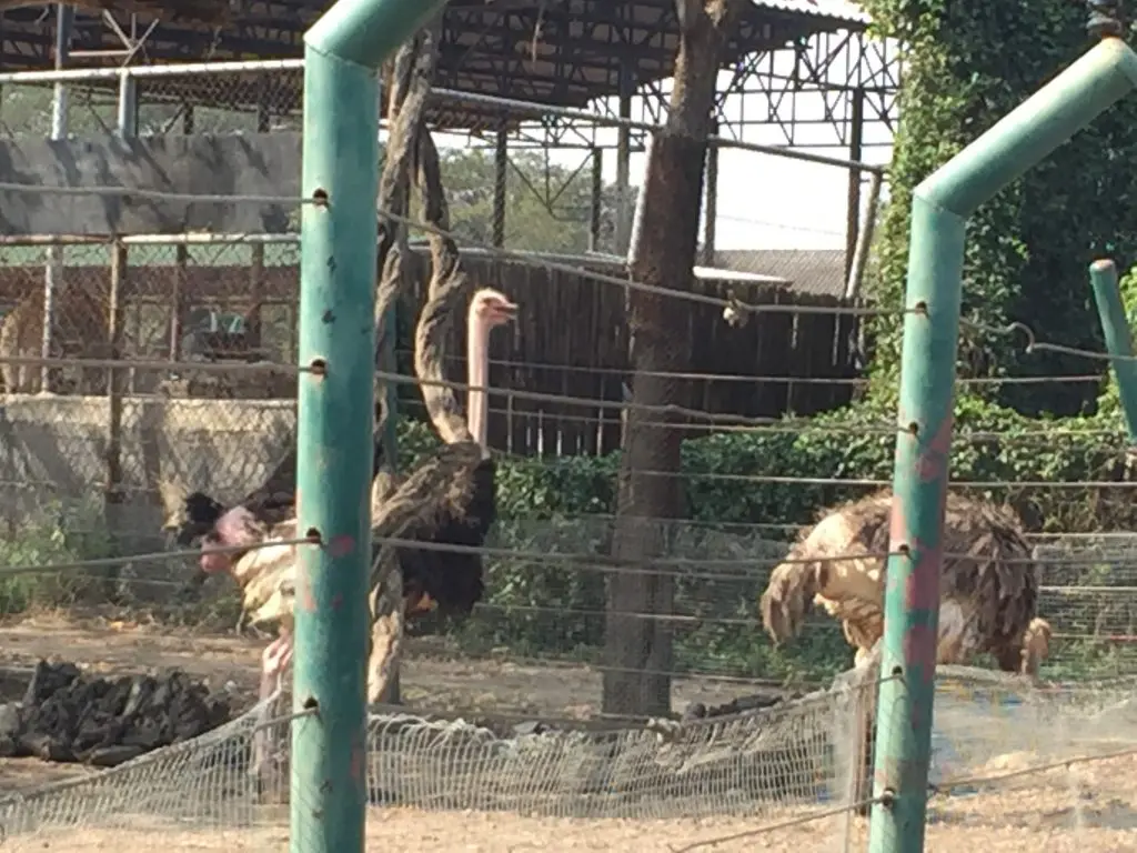 サファリワールド,Safari World,バンコク,動物園,日帰り,観光,ツアー,旅行,家族連れ,子供連れ,おすすめ,スポット,サファリパーク,