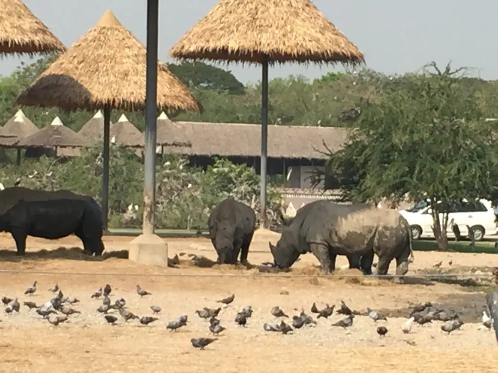 サファリワールド,Safari World,バンコク,動物園,日帰り,観光,ツアー,旅行,家族連れ,子供連れ,おすすめ,スポット,サファリパーク,
