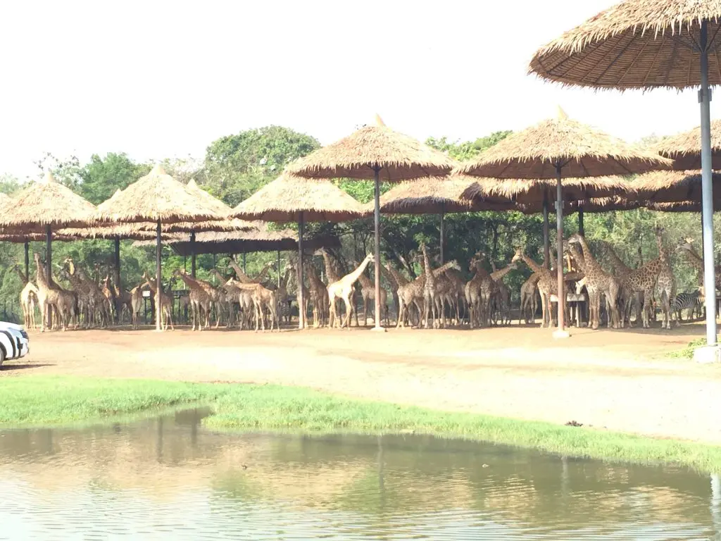 サファリワールド,Safari World,バンコク,動物園,日帰り,観光,ツアー,旅行,家族連れ,子供連れ,おすすめ,スポット,サファリパーク,
