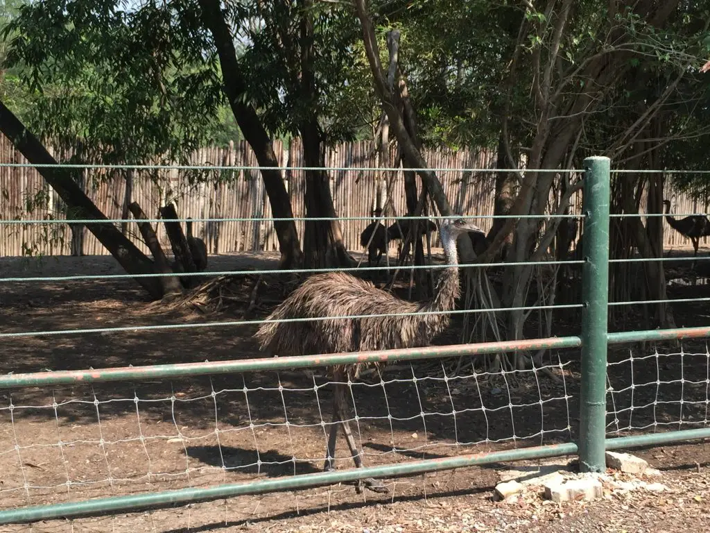 サファリワールド,Safari World,バンコク,動物園,日帰り,観光,ツアー,旅行,家族連れ,子供連れ,おすすめ,スポット,サファリパーク,