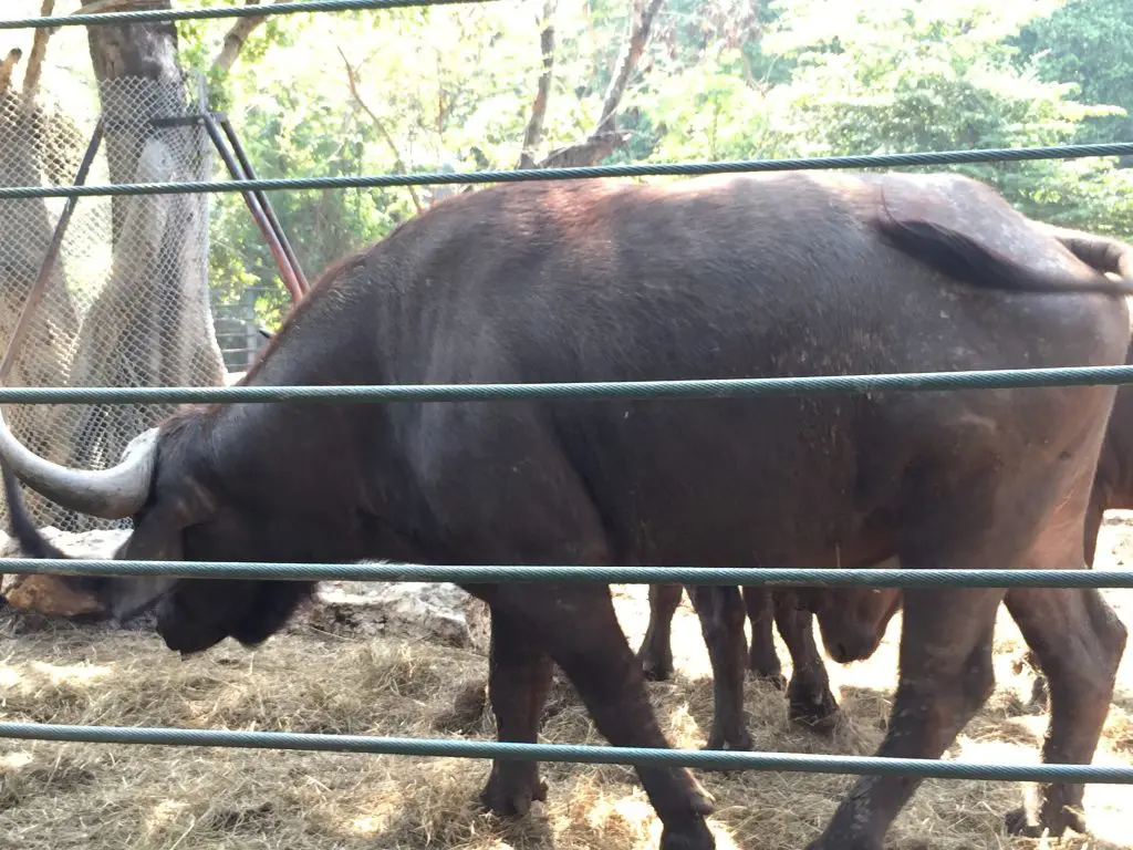 サファリワールド,Safari World,バンコク,動物園,日帰り,観光,ツアー,旅行,家族連れ,子供連れ,おすすめ,スポット,サファリパーク,