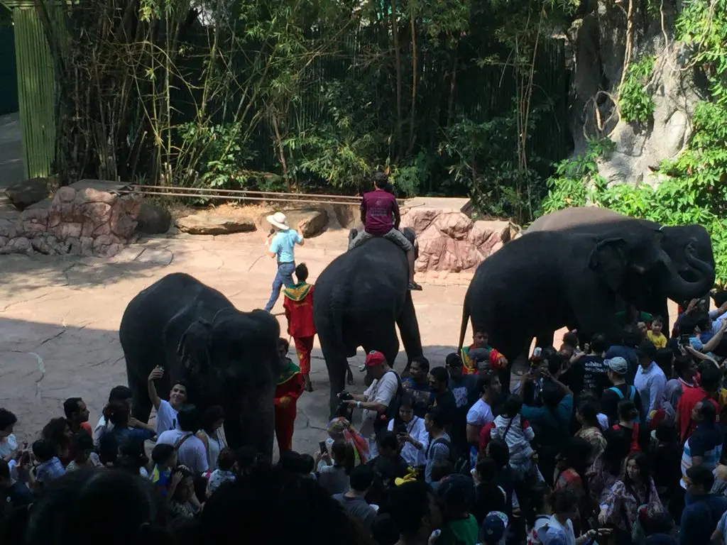 Marine Park,マリンパーク,サファリワールド,キリン,ゾウ,ホワイトタイガー,タイ,バンコク,動物園,日帰り,旅行,ツアー,家族連れ,子供連れ,観光,スポット,おすすめ,楽しい