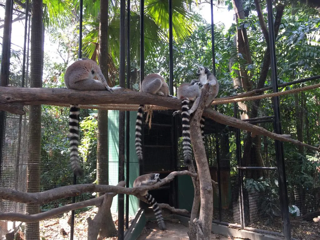 Marine Park,マリンパーク,サファリワールド,キリン,ゾウ,ホワイトタイガー,タイ,バンコク,動物園,日帰り,旅行,ツアー,家族連れ,子供連れ,観光,スポット,おすすめ,楽しい