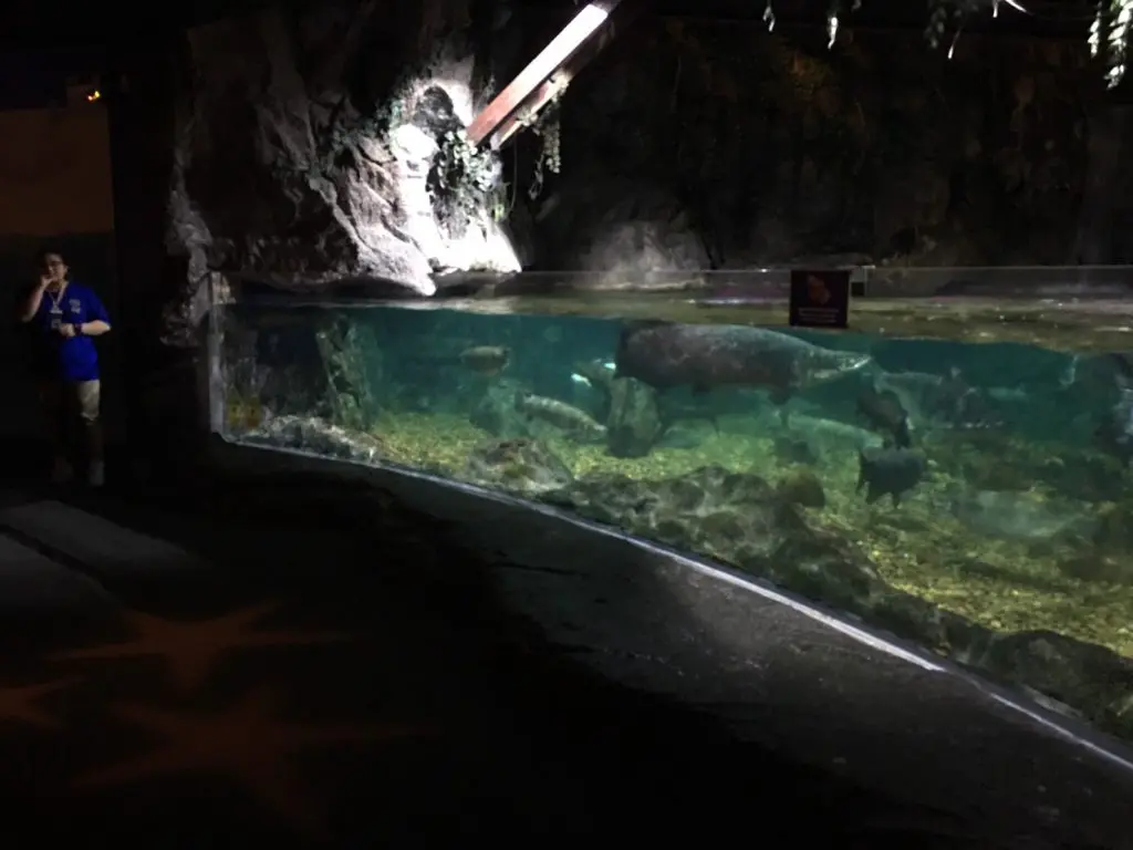 タイ,バンコク,水族館,サイアムオーシャンワールド,シーライフバンコク,サイアム駅,サイアムパラゴン,レジャー,観光,Sea Life Bangkok,ซี ไลฟ์ บางกอก โอเชียนเวิลด์