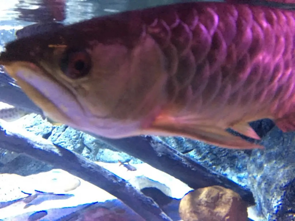 タイ,バンコク,水族館,サイアムオーシャンワールド,シーライフバンコク,サイアム駅,サイアムパラゴン,レジャー,観光,Sea Life Bangkok,ซี ไลฟ์ บางกอก โอเชียนเวิลด์