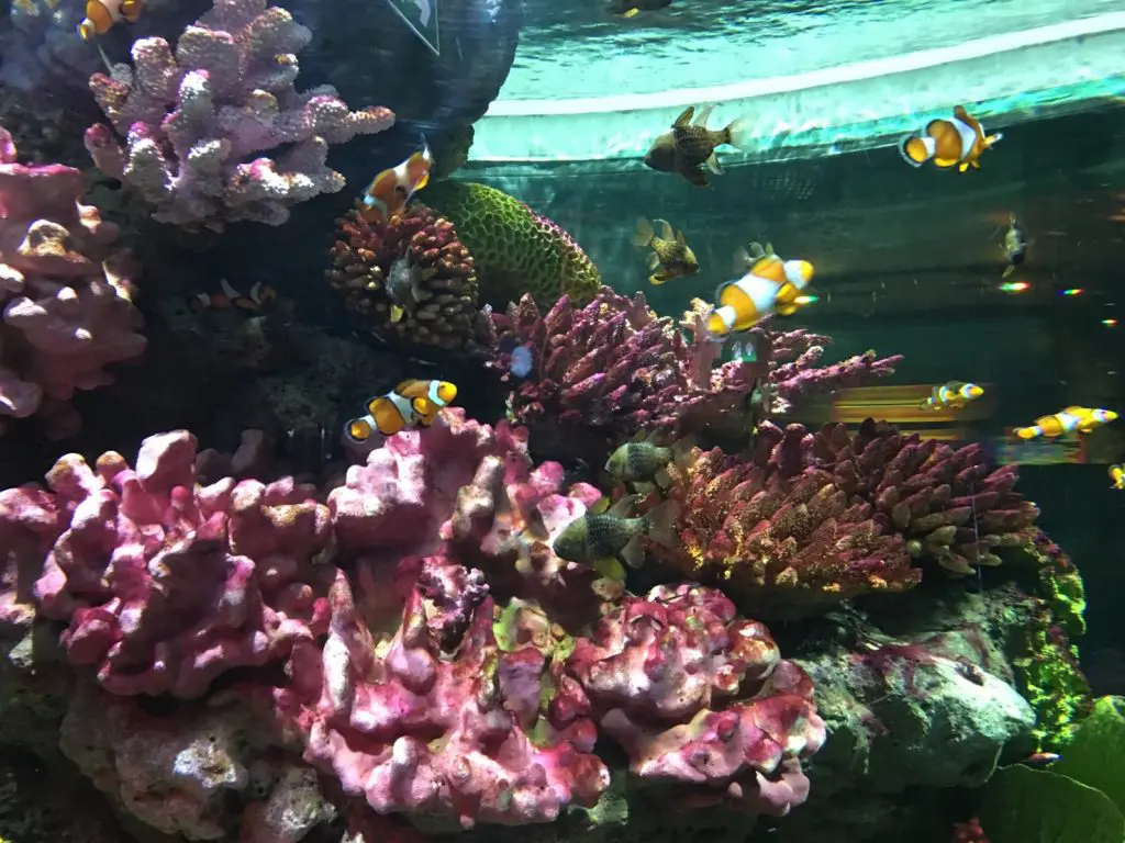 タイ,バンコク,水族館,サイアムオーシャンワールド,シーライフバンコク,サイアム駅,サイアムパラゴン,レジャー,観光,Sea Life Bangkok,ซี ไลฟ์ บางกอก โอเชียนเวิลด์