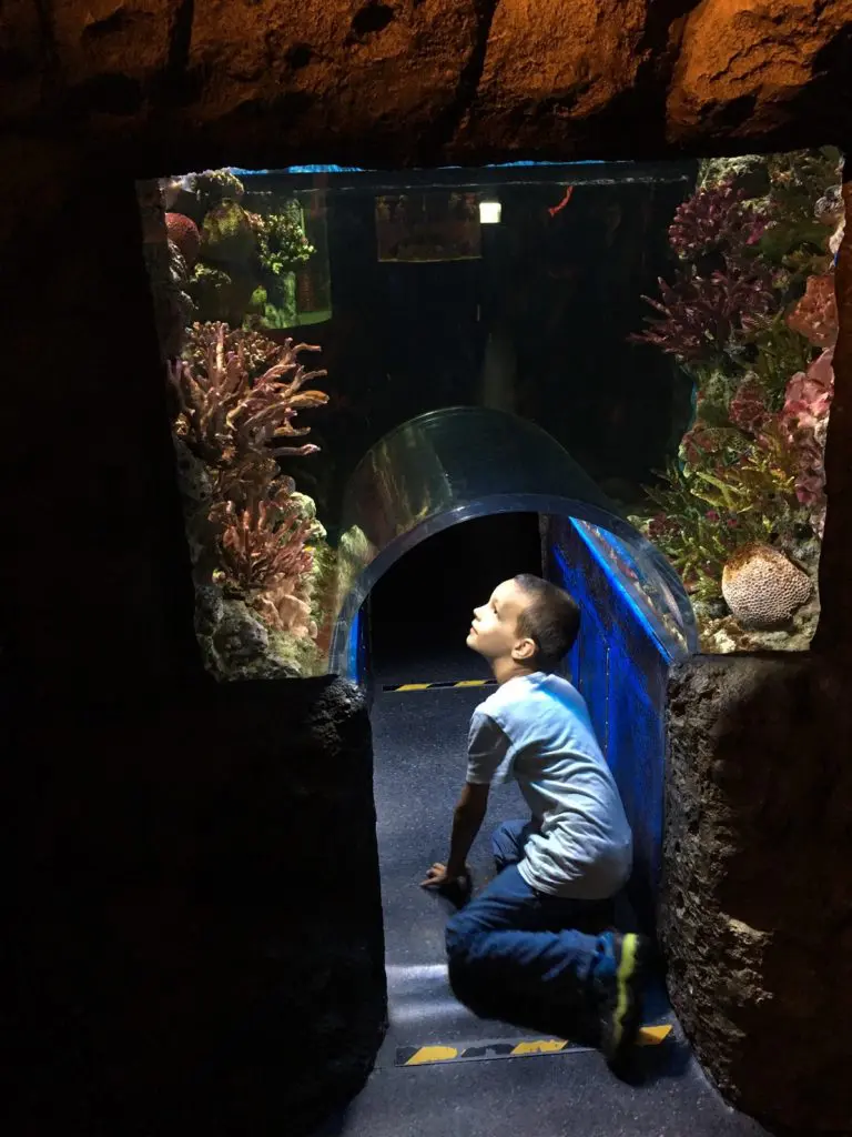 タイ,バンコク,水族館,サイアムオーシャンワールド,シーライフバンコク,サイアム駅,サイアムパラゴン,レジャー,観光,Sea Life Bangkok,ซี ไลฟ์ บางกอก โอเชียนเวิลด์