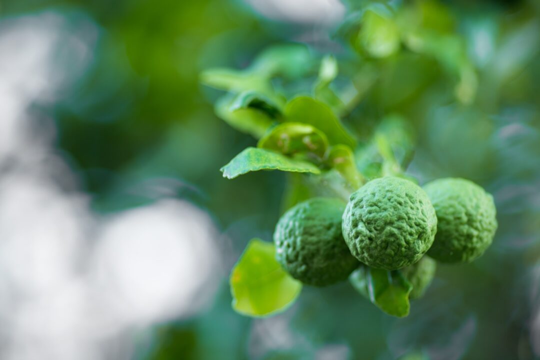 スコータイ農園で育つコブミカンの実 at ease ハーブ