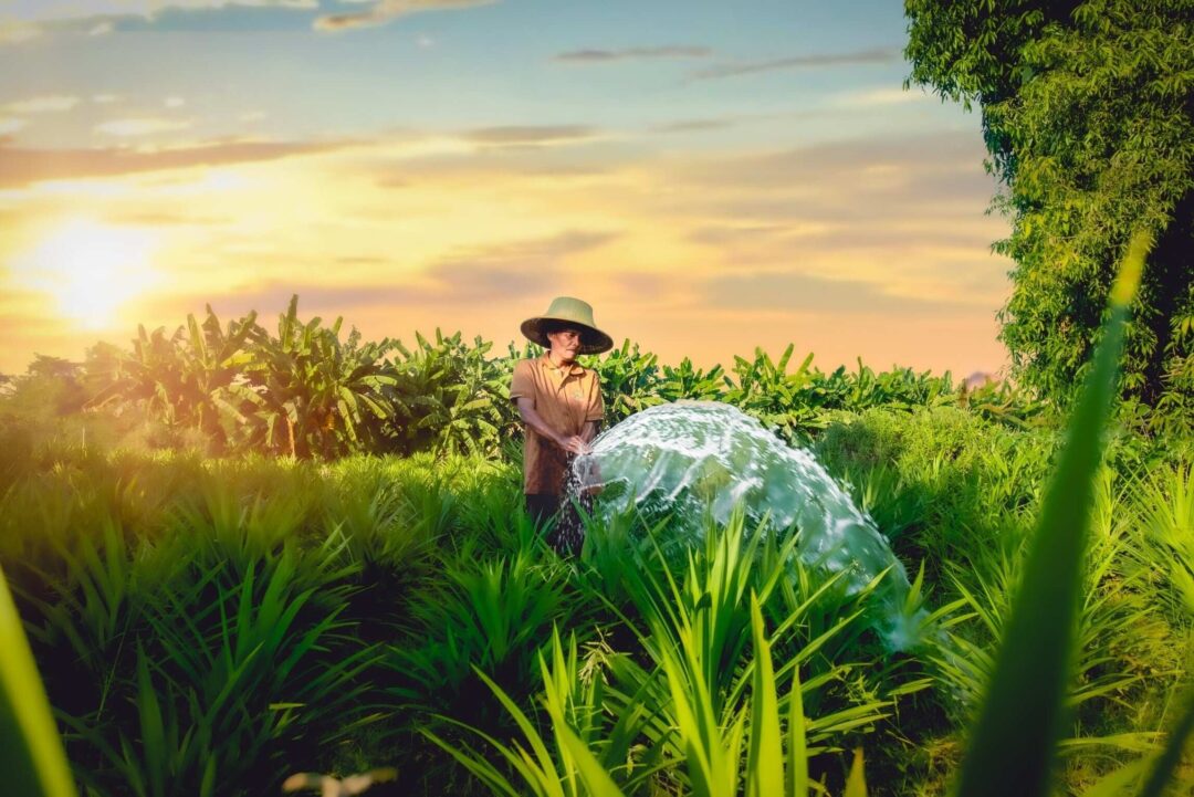 スコータイハーブ農園 無農薬栽培 夕日と畑 at ease