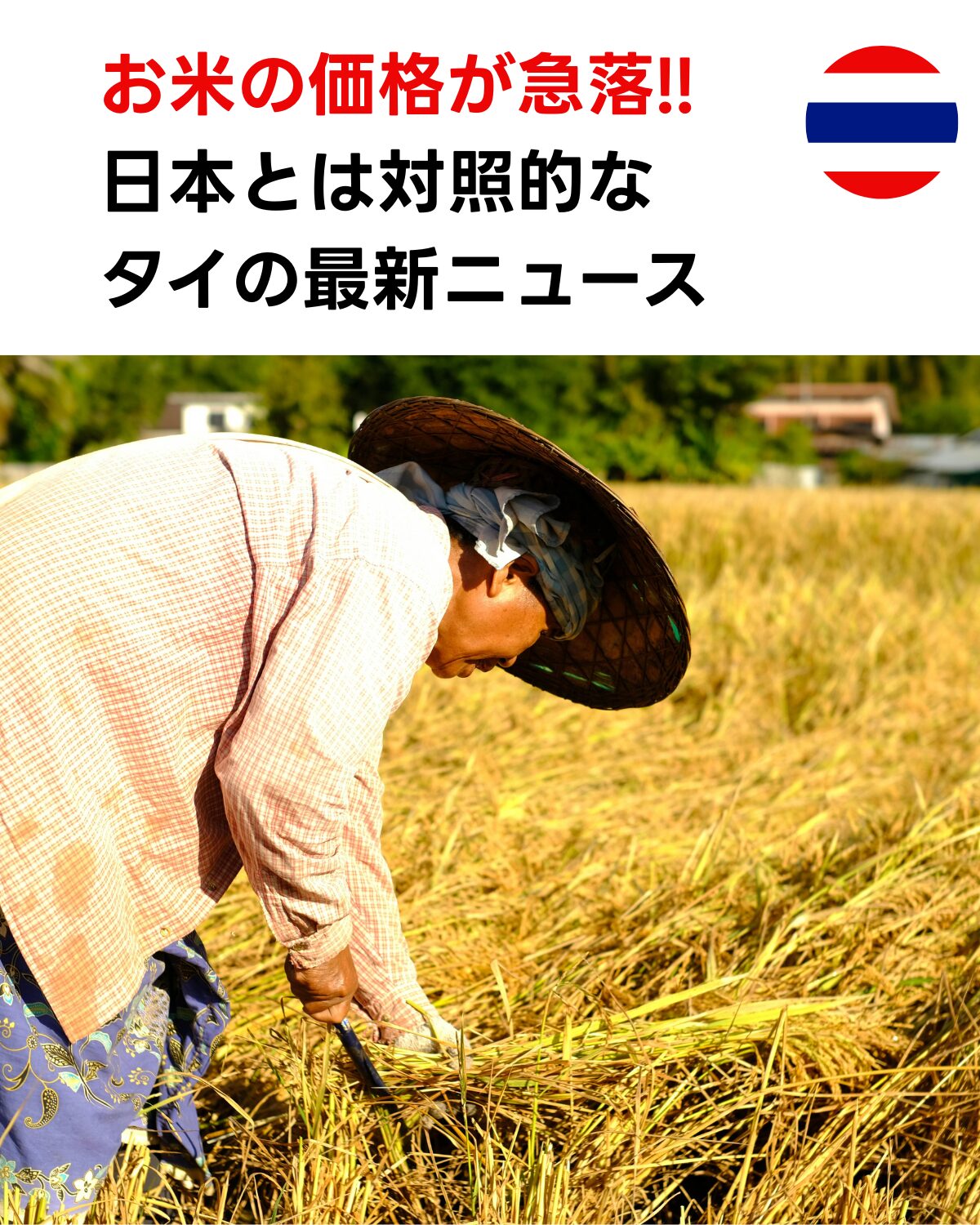 稲を刈るタイの農家　米価急落の現状を象徴する光景