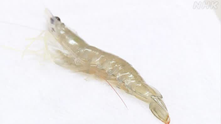 この状況を打開するため、日本とタイは国際協力の枠組みでバナナエビの養殖技術開発を進めています。