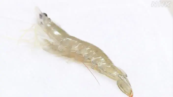 この状況を打開するため、日本とタイは国際協力の枠組みでバナナエビの養殖技術開発を進めています。