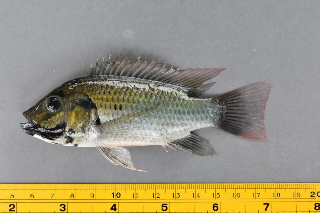 ブラックチンティラピアは、アフリカ西部に原産するティラピアの仲間で、特に成魚の下顎が黒いのが特徴です。英名の「Blackchin tilapia」もこれに由来し、食用目的で移入されたアジアやアメリカ、ヨーロッパなどで侵略的外来種となり、生態系に大きな影響を与えています。夜行性で、淡水から海水まで様々な環境に適応し、特にタイでは在来種を捕食するなど、在来種の生態系や漁業に深刻な影響を与えていることが「悪魔の魚」とも呼ばれる所以です。﻿