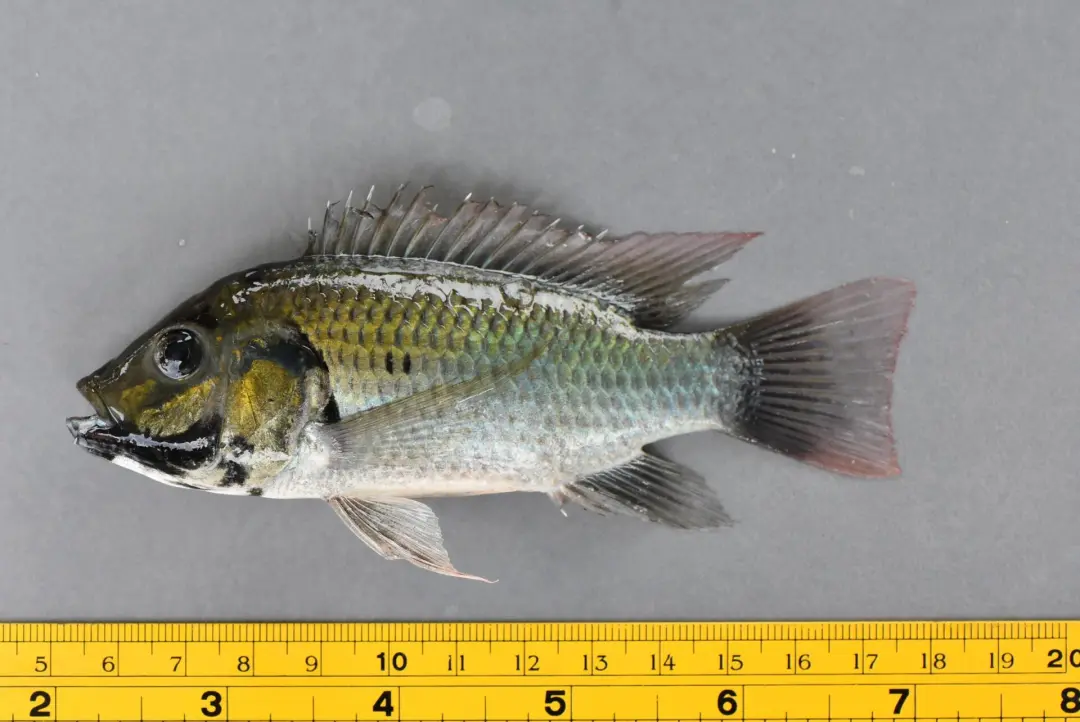 ブラックチンティラピアは、アフリカ西部に原産するティラピアの仲間で、特に成魚の下顎が黒いのが特徴です。英名の「Blackchin tilapia」もこれに由来し、食用目的で移入されたアジアやアメリカ、ヨーロッパなどで侵略的外来種となり、生態系に大きな影響を与えています。夜行性で、淡水から海水まで様々な環境に適応し、特にタイでは在来種を捕食するなど、在来種の生態系や漁業に深刻な影響を与えていることが「悪魔の魚」とも呼ばれる所以です。