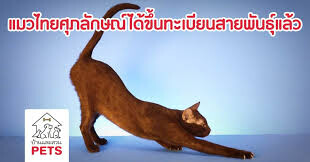 スパラック（Suphalak / カッパーキャット）