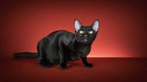 コンジャ（Konja / 黒猫）