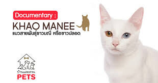 カオマニー（Khao Manee / 白い宝石）