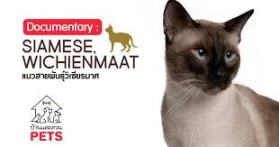ウィチアンマート（Wichienmaat / シャム猫）