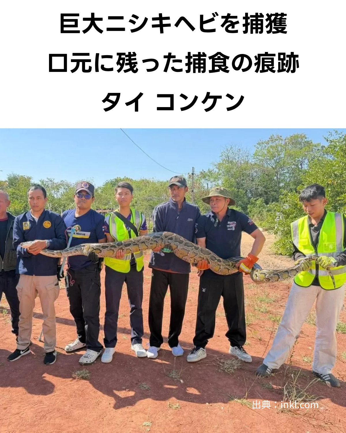 犬を飲み込んだ巨大ニシキヘビを捕獲 タイ コンケン