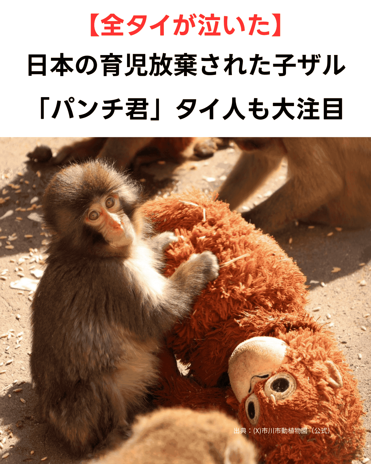 日本の市川市動植物園で、オレンジ色のオランウータンのぬいぐるみを母親代わりにして抱きしめる子ザルのパンチ君。「全タイが泣いた」というキャッチコピーが入ったタイ向けニュース記事のサムネイル。出典：X(市川市動植物園（公式）)