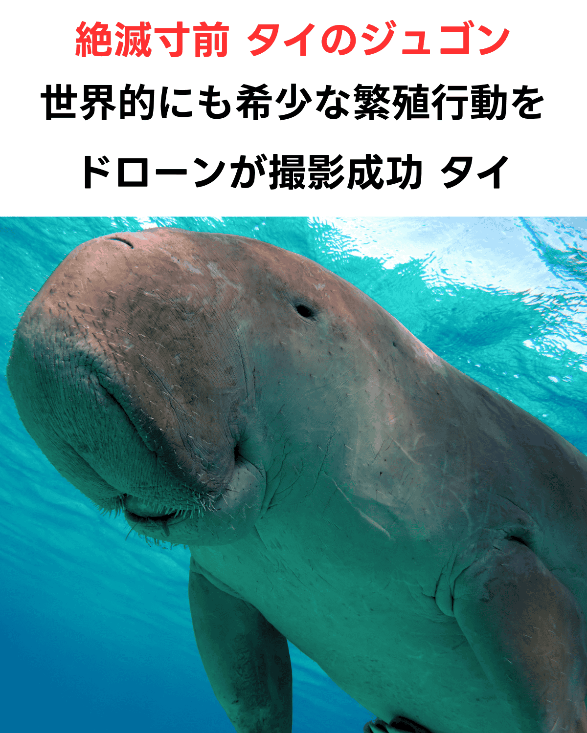 タイ・トラン県で撮影された絶滅寸前のジュゴンの水中アップ写真。世界的にも極めて稀な繁殖行動（交尾）を、ドローンが非侵襲的な撮影で捉えたことを伝える日本語テキストが重なっている。