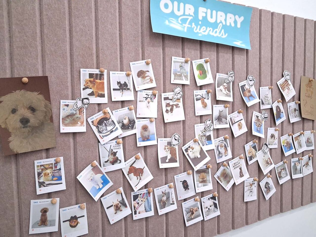 BLEZ ANIMAL CLINIC(ブレズ アニマル クリニック) で過去に診察した犬や猫やペットたちの写真
