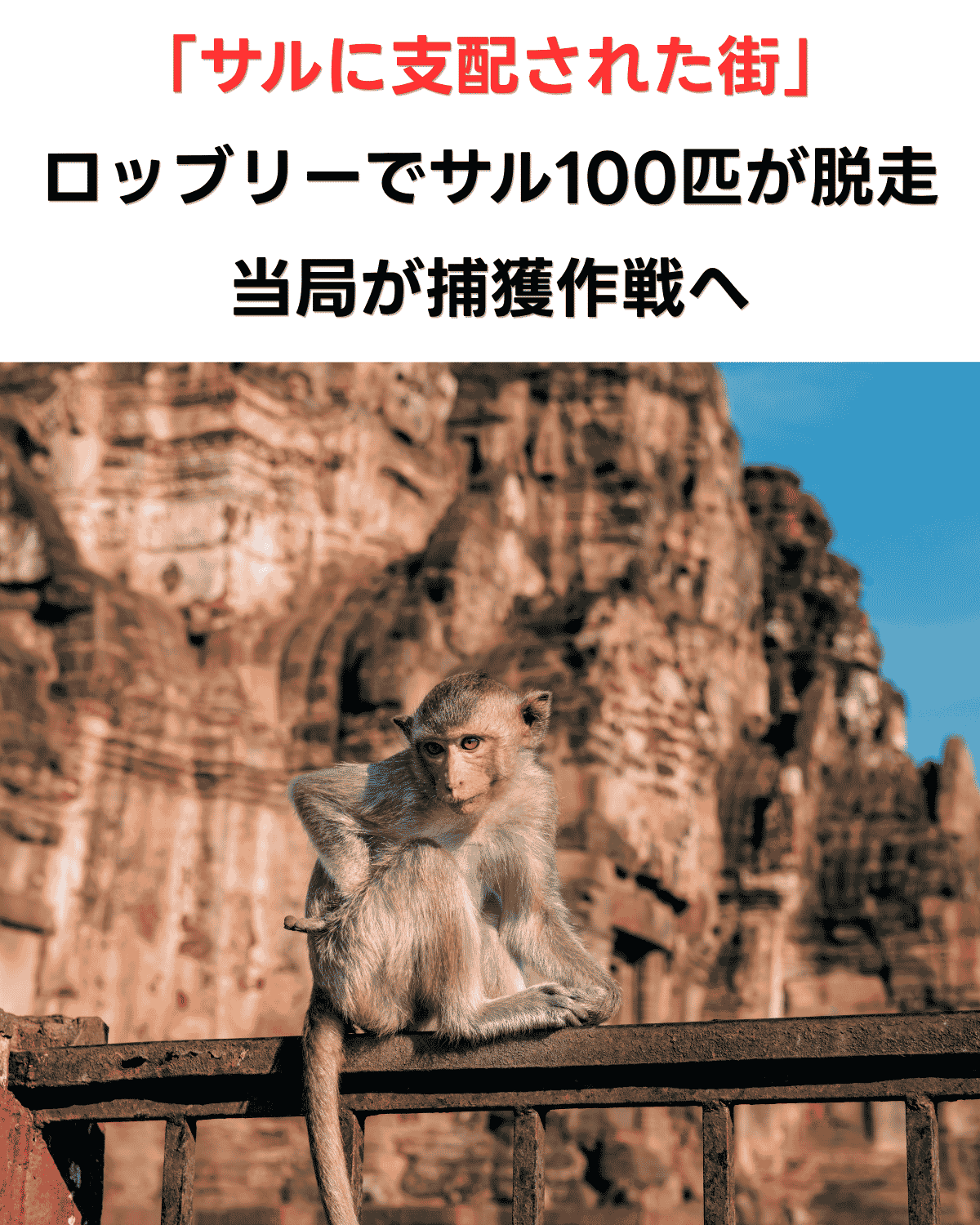 「サルに支配された街」ロッブリーでサル100匹が囲いを破り大脱走　当局が捕獲作戦へ